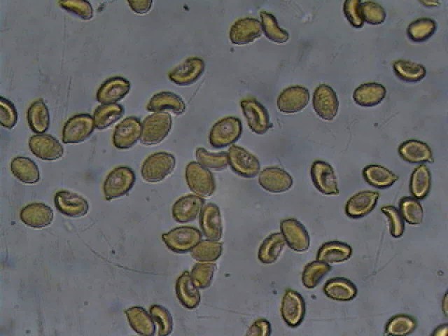 Telamonia (mi lancio)